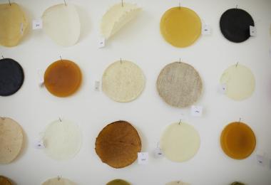 Scoby Science, 2018 - 2019